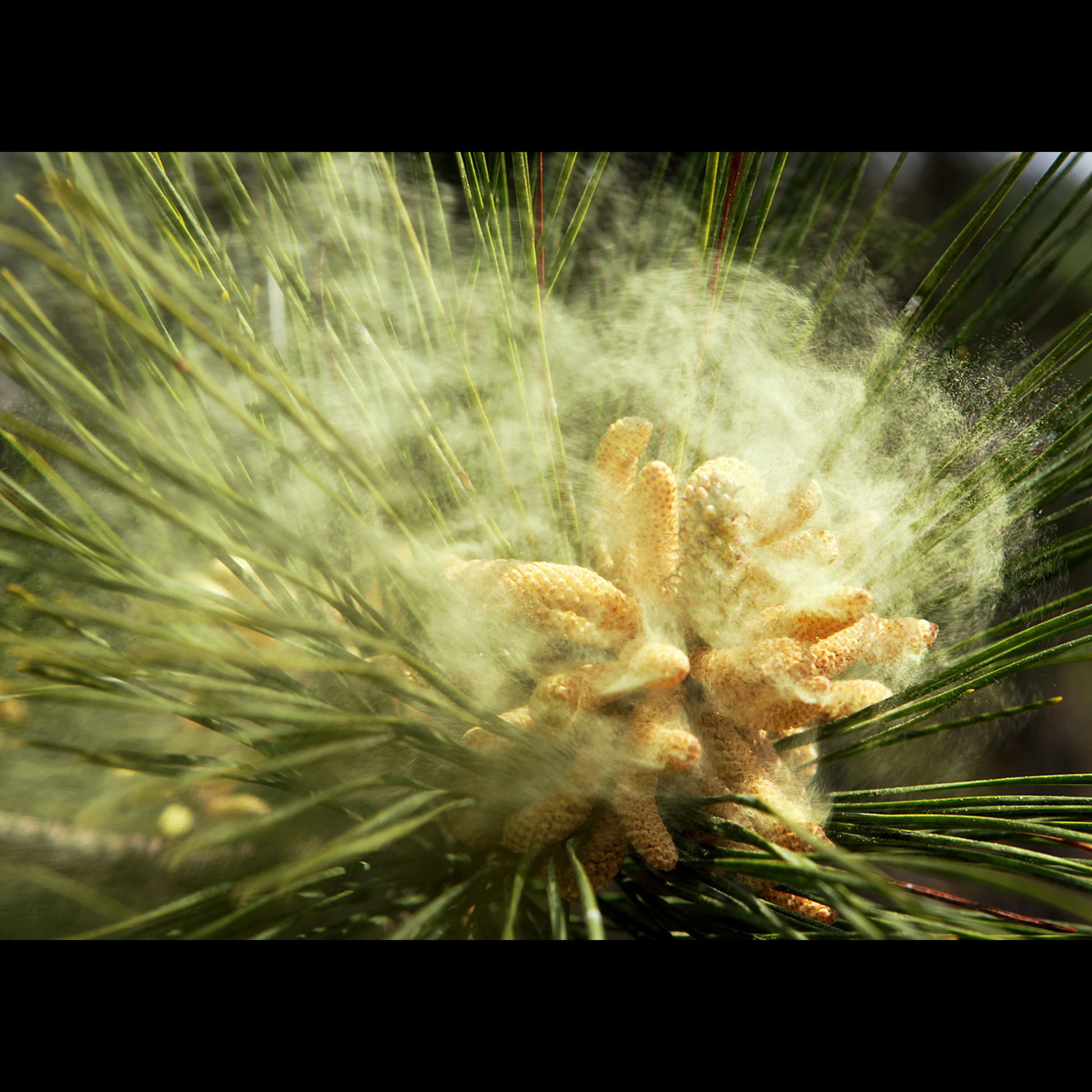 Pine Pollen Powder Celsius Medicinals